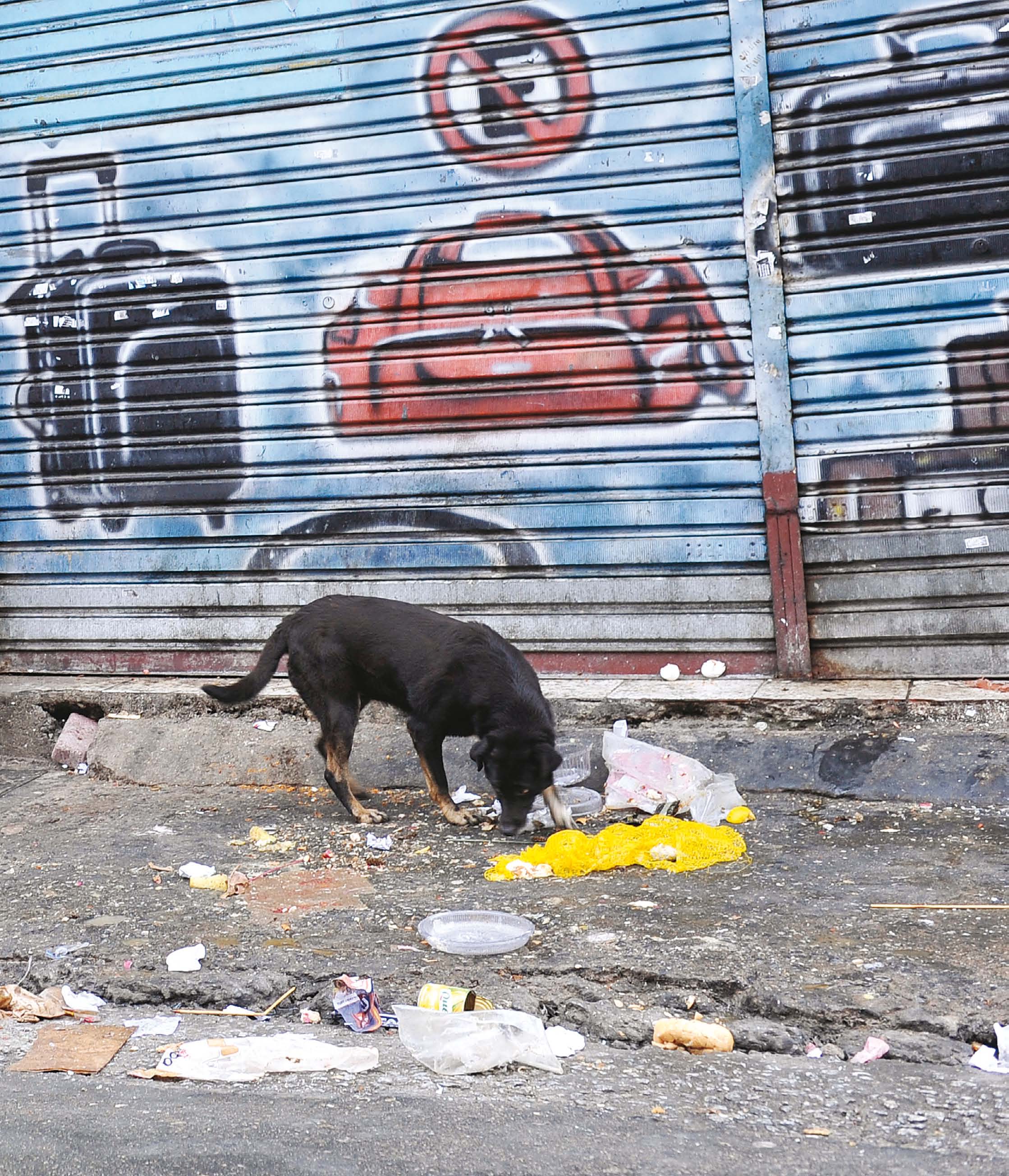 Adoção comunitária garante bem-estar de pets de rua